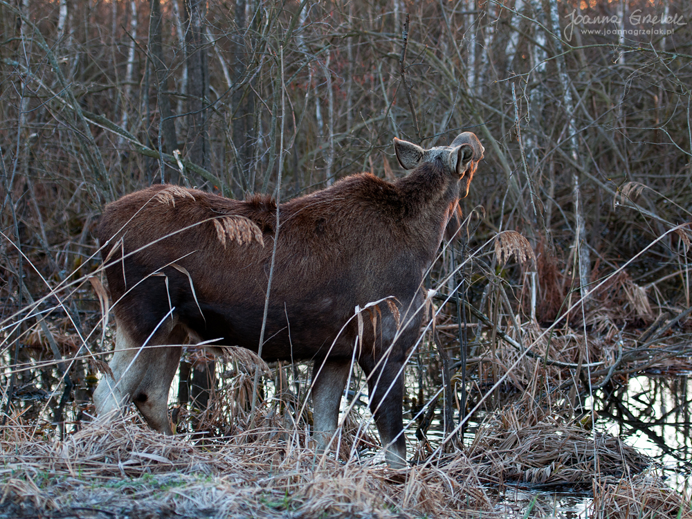 054_Biebrza - kwiecien 2013.jpg